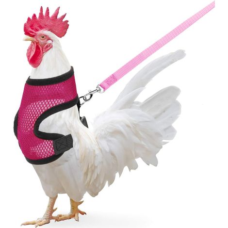 Paquet de poulet avec laisse-Fei Yu