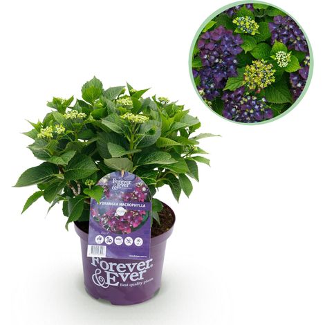 Hortensia Violet Hydrangea macrophylla Forever & Ever - Plante de Jardin et Terrasse - Pot 23 cm - PANGIVO (1/5)