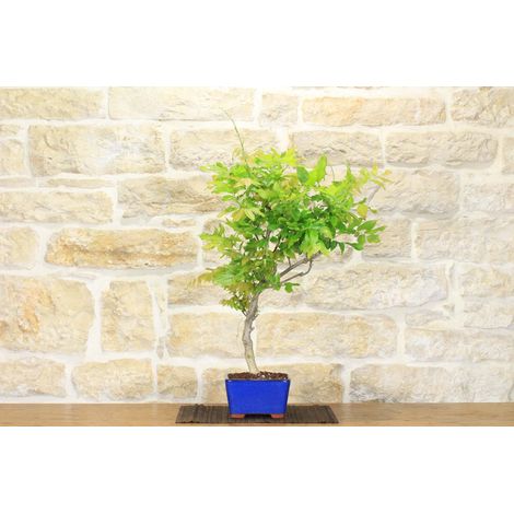 Bonsai di Glicine Giapponese a fiore bianco (14) (1/5)