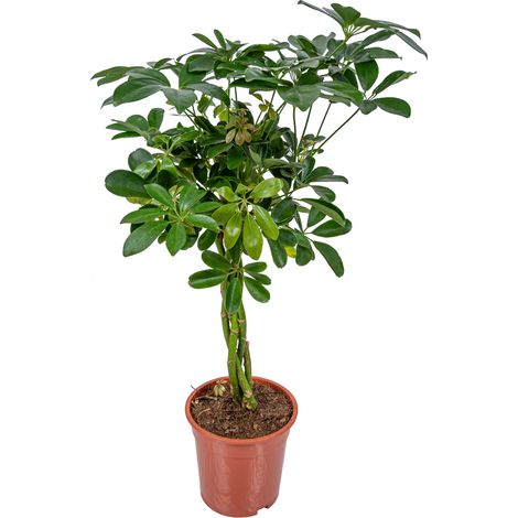 Schefflera arboricole – Arbre ombrelle dépolluant – Plante d’intérieur facile d’entretien – Hauteur 60-80 cm – Pot 19 cm