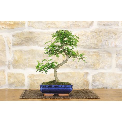 Bonsai di Pepper vaso cm. 18