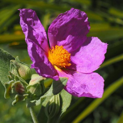 Ciste pourpre, Cistus/Pot de 3L - 20/40 cm (1/4)