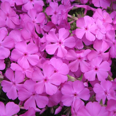 4 x Phlox nain 'MacDaniel's Cushion' 'Mac Daniel's Cushion' -