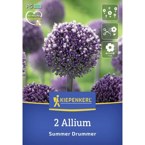 Kiepenkerl Herbstblumenzwiebel Zierlauch Summer Drummer 2 Stück (1/2)