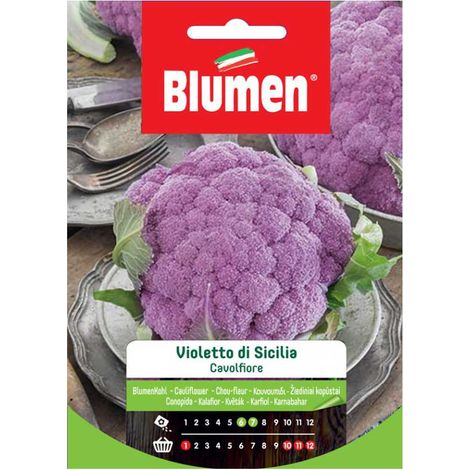 SEMI CAVOLFIORE VIOLETTO SICILIA BLUMEN