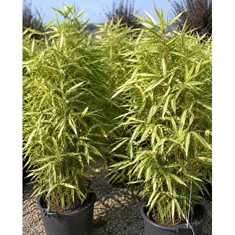 Gardenaria Bambù Variegato Shiroshima - Hibanobambusa tranquillans 'Shiroshima' - Bambù ornamentale da esterno - Altezza: 125/150 cm (vaso28) (1/2)