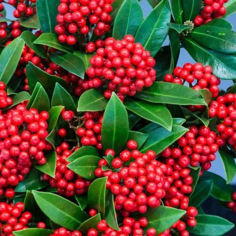 SKIMMIA O'BERRY IN VASO DA 13CM (1/2)