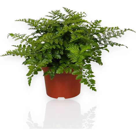 Gardenaria Asplenium parvati - Pianta da interno ornamentale - Altezza: 25 cm (vaso 12) (1/5)