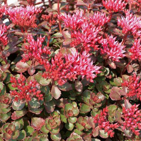 4 x Orpin spurium  - Sedum spurium 'Fuldaglut'  - godet 9x9 cm