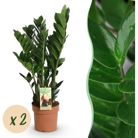 Zamioculcas Zamiifolia Plante ZZ d'Intérieur Facile d'Entretien Lot de 2 Vert Pot 17cm 65-75cm - PANGIVO (1/5)
