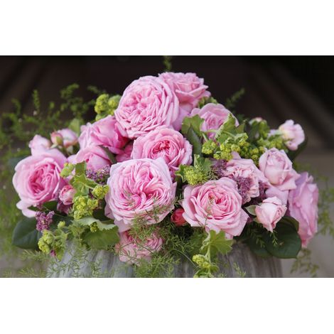 Rosa Rosengräfin Marie Henriette, Parfuma (1/3)