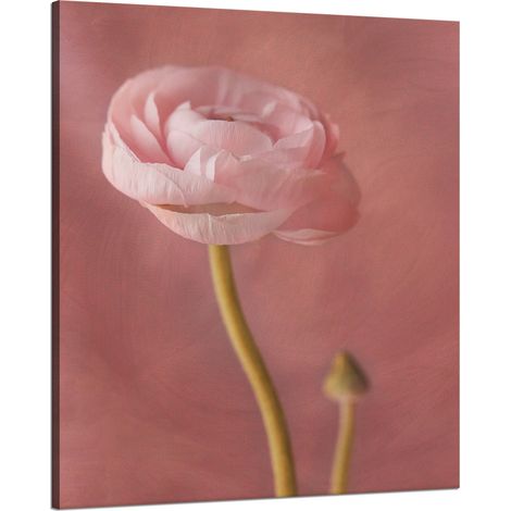 Lienzo impreso Botánica Peonía rosa 80x100 cm