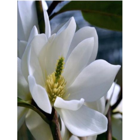 Magnolia 'Fairy White'® -Michelia- Pot de 4L/5L (1/2)