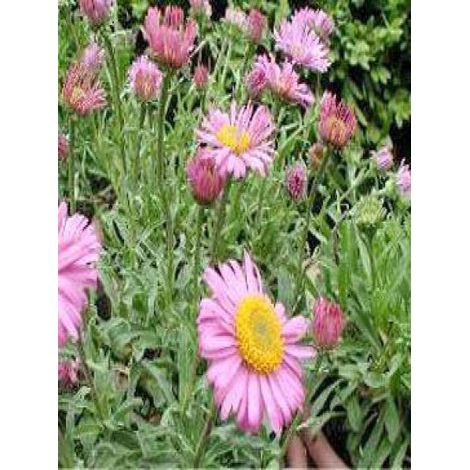 Aster des Alpes 'Happy End' Godet de 8/9 cm