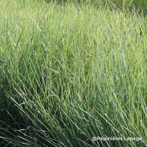 3 Fétuques de l'Atlas (Festuca mairei)