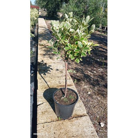 EUONYMUS JAPONICUS ALB.24 1/4 FUSTO ALBOMARGINATUS