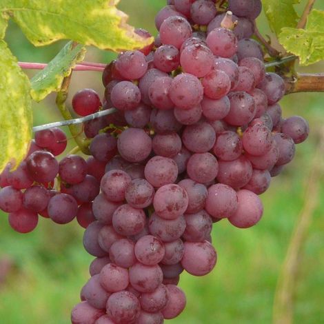 Vigne Chasselas Rosé, Vigne de table/Pot de 2L - 60 cm (1/4)