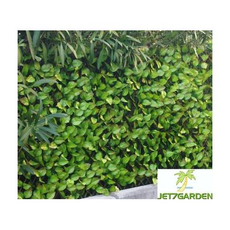 Treillis feuilles de rosier 1,00mx2m – Treillage en bois de saule – Tissus polyester enduit – Traité anti UV 9000 heures – Jet7Garden (1/10)