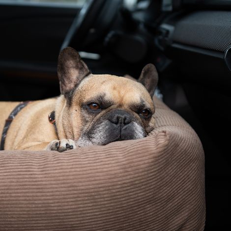 Siège auto pour chien XL gris foncé (1/4)