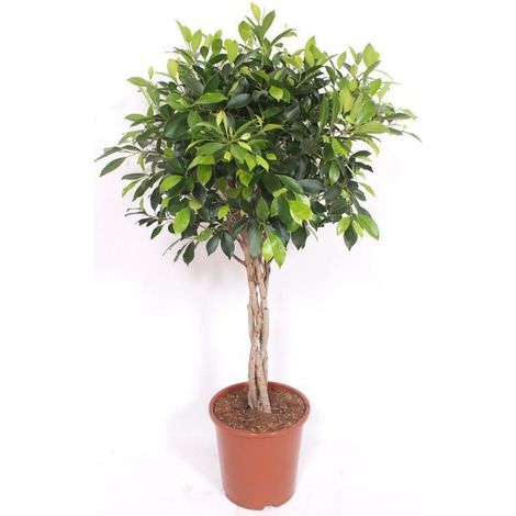 Ficus Nitida - Plante d'Intérieur avec Tronc Tressé - Hauteur 100 cm - PANGIVO