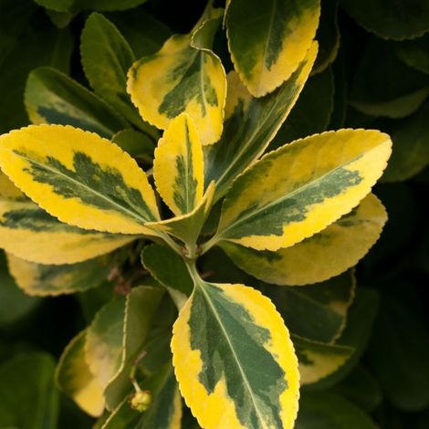 Troène doré - Ligustrum ovalifolium Aureum en Pot 30L 150/175cm