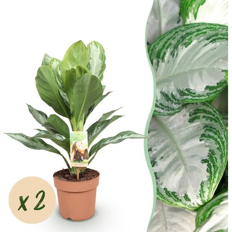 Lot de 2 Aglaonema Silver Bay Plantes d'Intérieur Feuillage Argenté Pot 17cm Hauteur 70-75cm - PANGIVO (1/5)