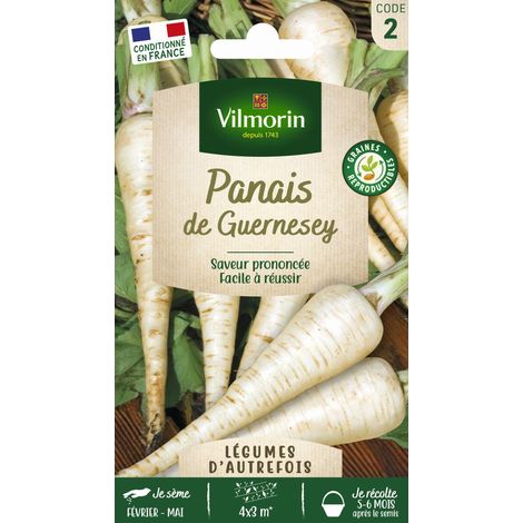 Vilmorin - Panais de Guernesey (1/3)