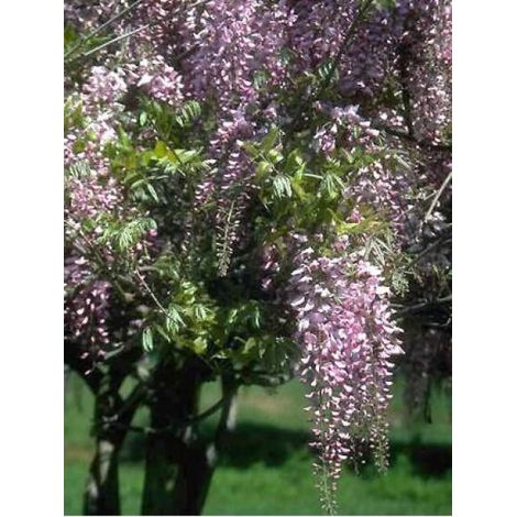 Glycine japonaise 'Rosea' Pot de 2L/3L, Plant greffé de + de 18 mois