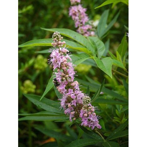 Gattilier, Poivre de moine 'Pink Pinnacle™' Pot de 3L/4L (1/2)