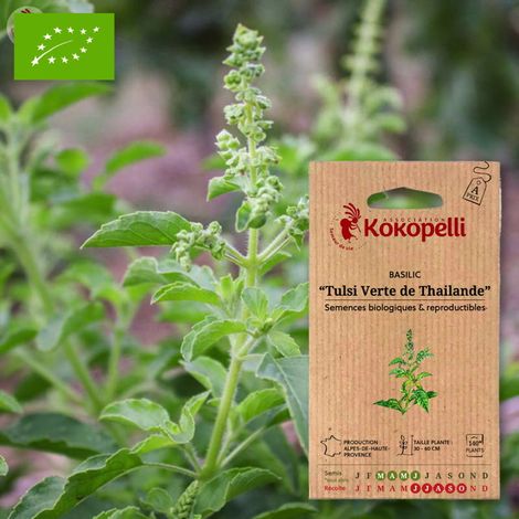 Basilic Tulsi Verte de Thailande- Graines bio à semer (1/2)