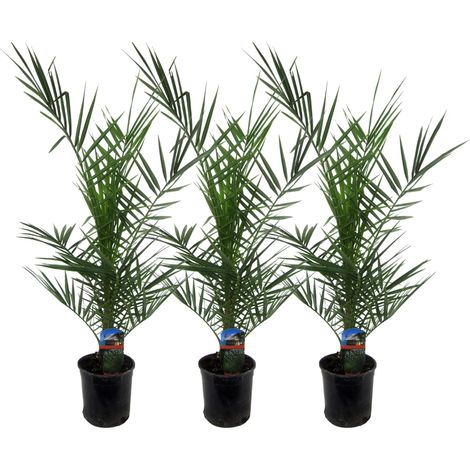 Lot de 3 Palmiers Phoenix Canariensis - Palmier Dattier des Canaries Vert - 80 cm - Ø15 cm - PANGIVO