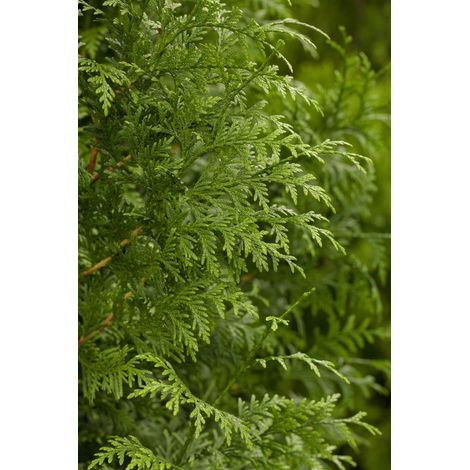 Lebensbaum 'Gelderland' Thuja plicata 'Gelderland' 2L 60- 80