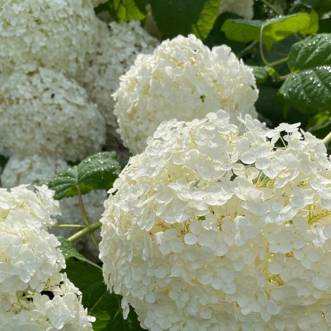 Hortensia arb strong annabelle - Hydrangea arb strong annabelle 35/40 cm Pot 3L (1/2)