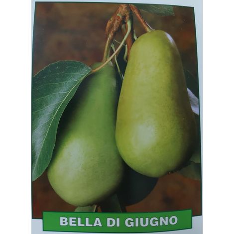 Pera bella di giugno - pianta di 3 anni