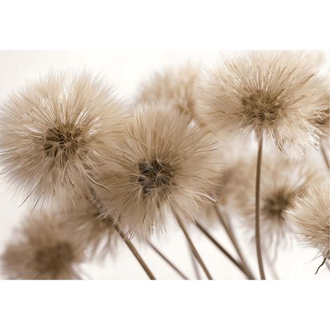 Fototapete Löwenzahn Boho Natur – Moderne Großformat Wandtapete 200x140 cm – Für Wohnzimmer & Schlafzimmer