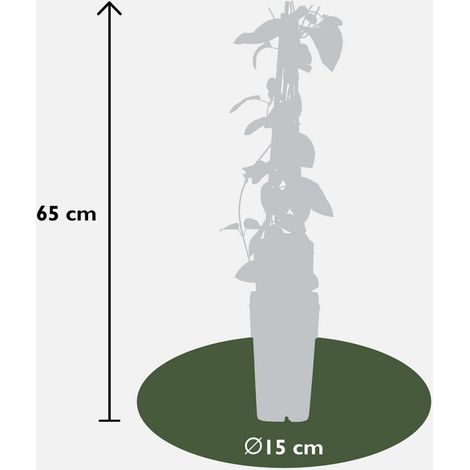 Lonicera japonica Halliana Lot de 3 Chèvrefeuilles Grimpants Feuillage Vert 65 cm Pot 15 cm - PANGIVO (1/2)
