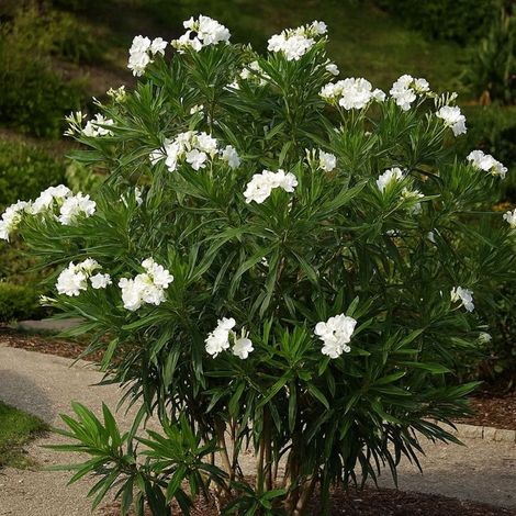 Laurier-rose 'Mont Blanc' (Nerium oleander 'Mont Blanc')
