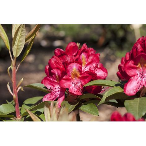 Rhododendron-Hybride 'Junifeuer' Rhododendron Hybr.'Junifeuer' C 7,5 40- 50 (1/5)