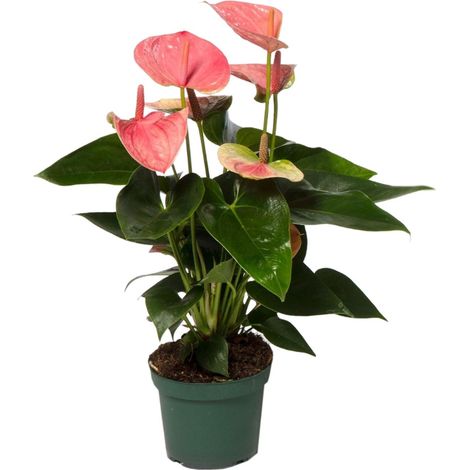 Anthurium Andreanum Sweet Dream Plante d'Intérieur Décorative Fleurs en Cœur Ø 12 cm H 35 cm - PANGIVO