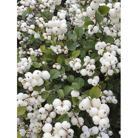Symphorine 'Magical Galaxy ' Pot de 3L/4L (1/2)