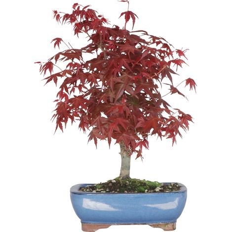Bonsai Acero Rosso Giapponese - Acer Palmatum Deshojo - H 40-50 cm Vaso Ø 15 cm (1/4)
