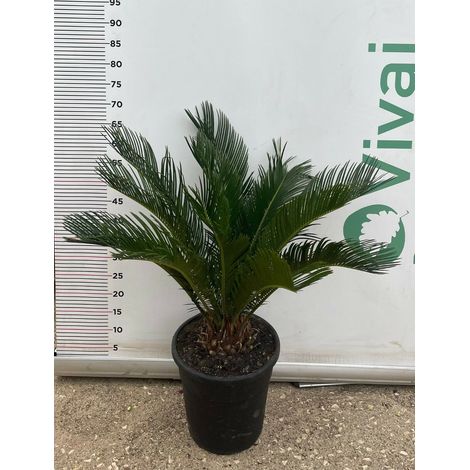 PIANTA DI CYCAS CICAS  REVOLUTA  VASO 23 CM   (foto reali)