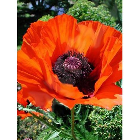 Pavot d'orient 'Allegro' Godet de 7/8 cm (1/2)