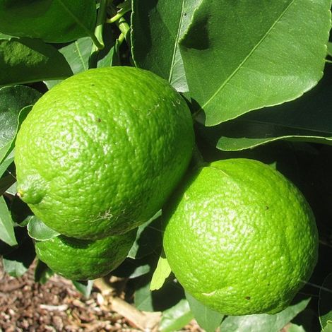 PIANTA DI LIMONE DI TAHITI o LIME DEI CARAIBI in fitocella - età 2/3 anni