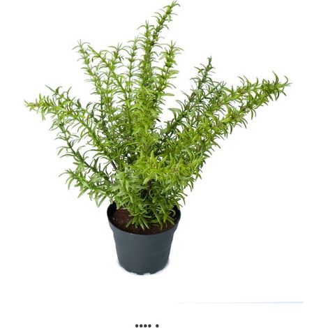 Romarin artificiel, herbe aromatique, en pot H 35 cm, D 28 cm (1/3)