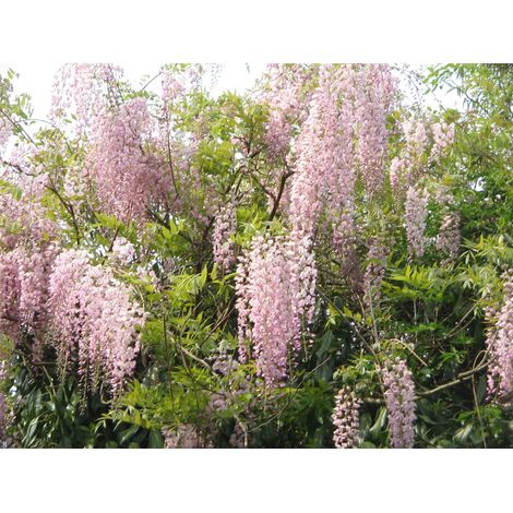 Pianta di glicine Wisteria floribunda rosea vaso 16cm – Altezza 50-55cm – Fioritura tardiva maggio-giugno – Esposizione pieno sole – Peragashop (1/4)