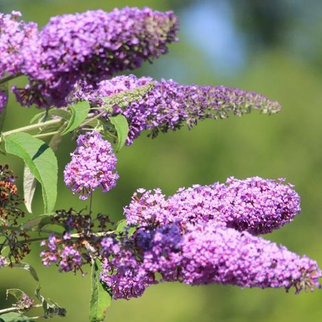 Buddleia davidii Border Beauty "Albero delle Farfalle" Buddleja pianta in vaso 7x7 cm (1/5)