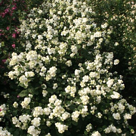 SYMPHORICARPOS ALBERO DELLE PERLE MAGICAL GALAXY VASO DA 19CM (1/2)