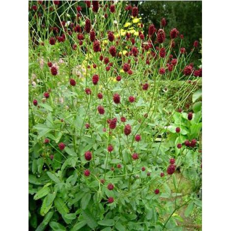 Pimprenelle officinale 'Tanna' Godet de 8/9 cm (1/3)