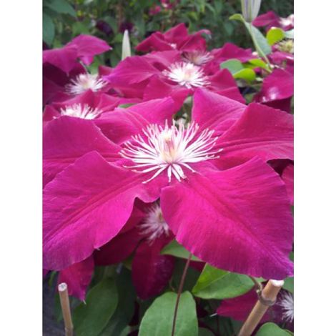 Clématite 'Rebecca'™'Evipo016' Pot de 2L/3L